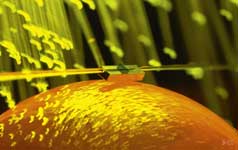 Photonics for Communication and Sensors